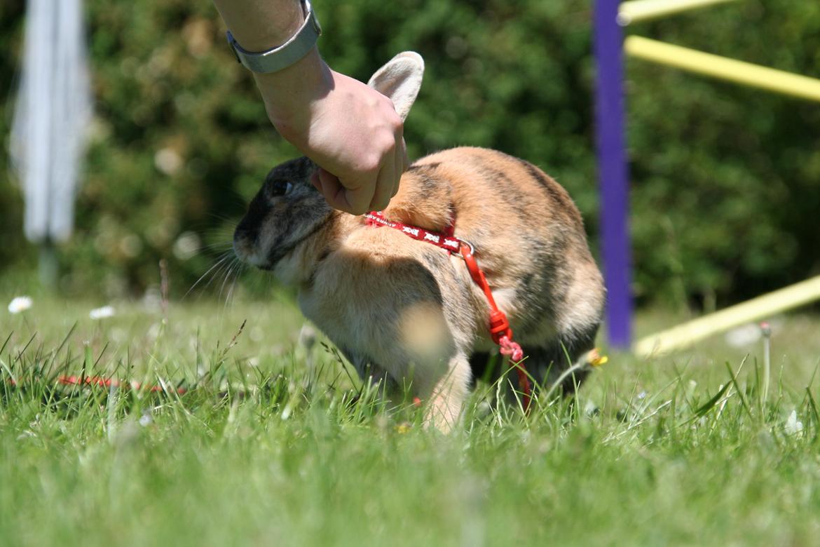 Kanin Unik`s Filur billede 5