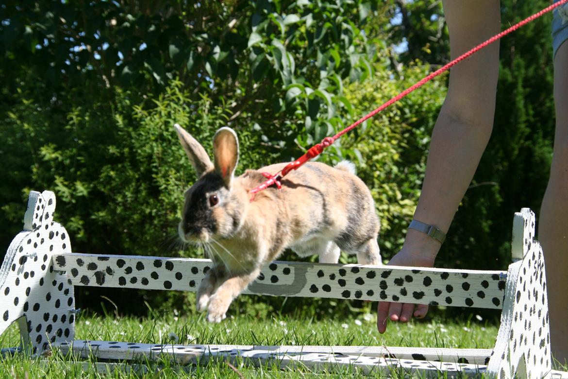 Kanin Unik`s Filur billede 8