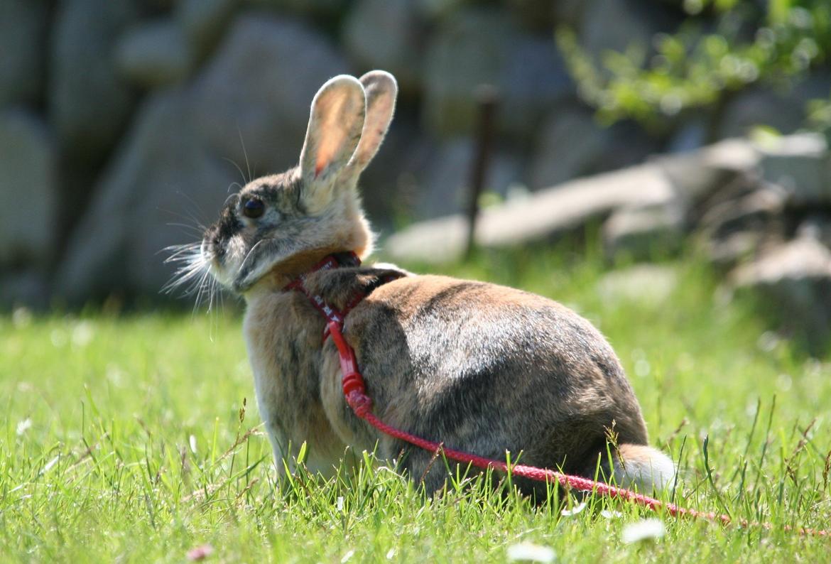 Kanin Unik`s Filur billede 6