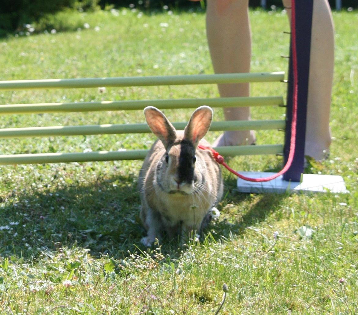 Kanin Unik`s Filur billede 9