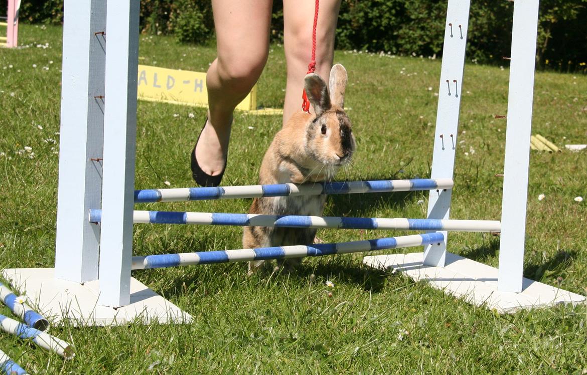 Kanin Unik`s Filur billede 12