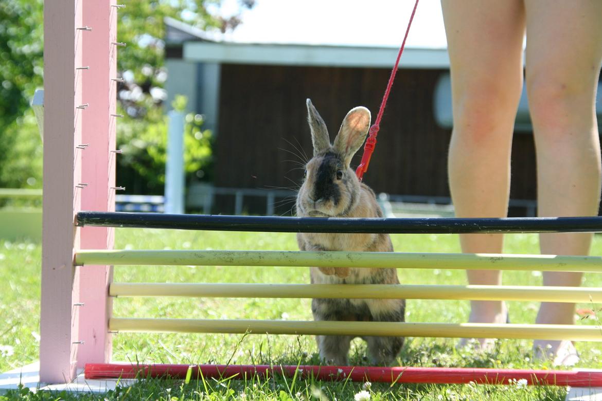 Kanin Unik`s Filur billede 14