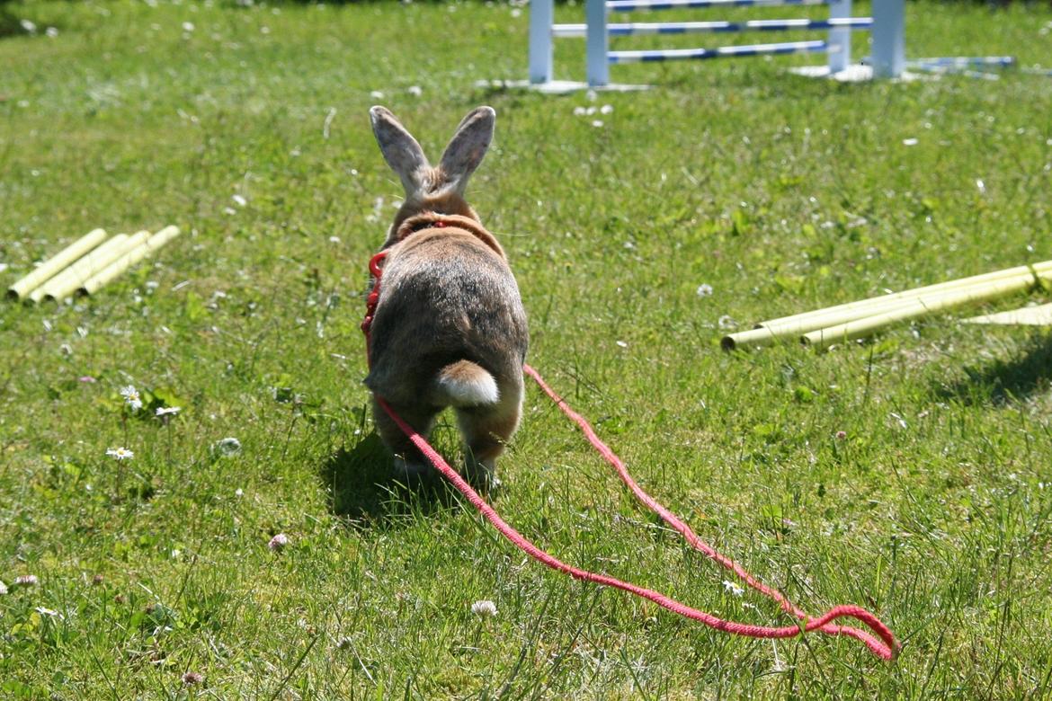 Kanin Unik`s Filur billede 16