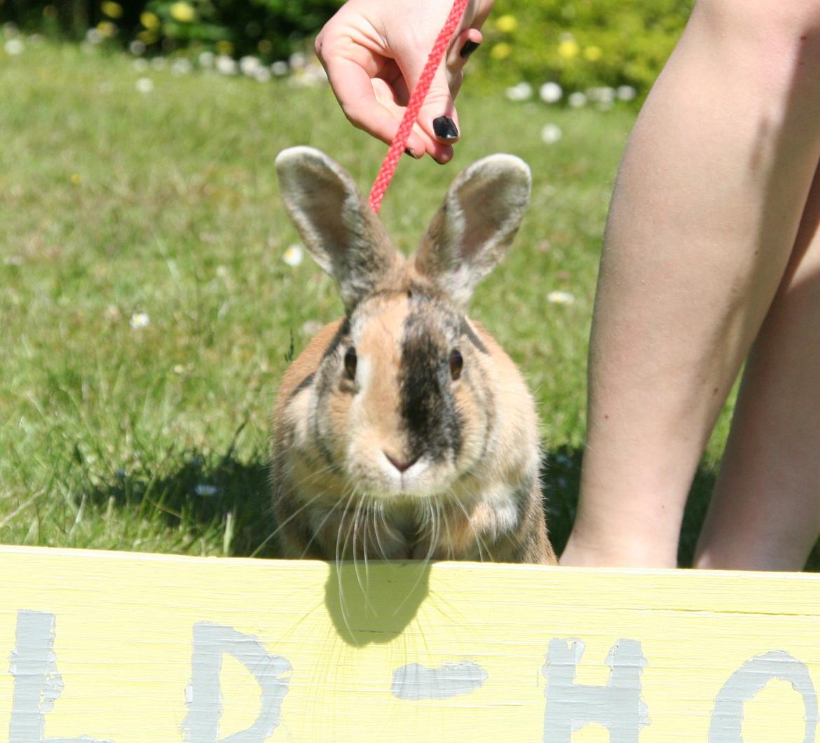 Kanin Unik`s Filur billede 1