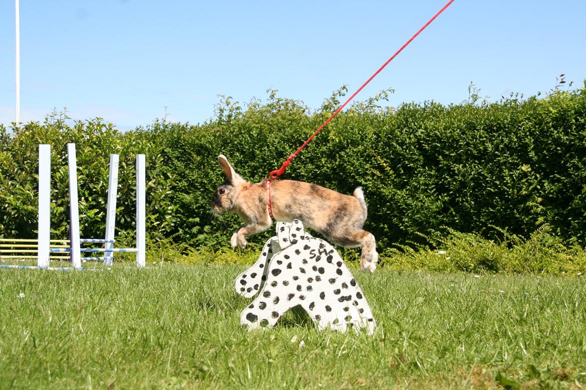 Kanin Unik`s Filur billede 17