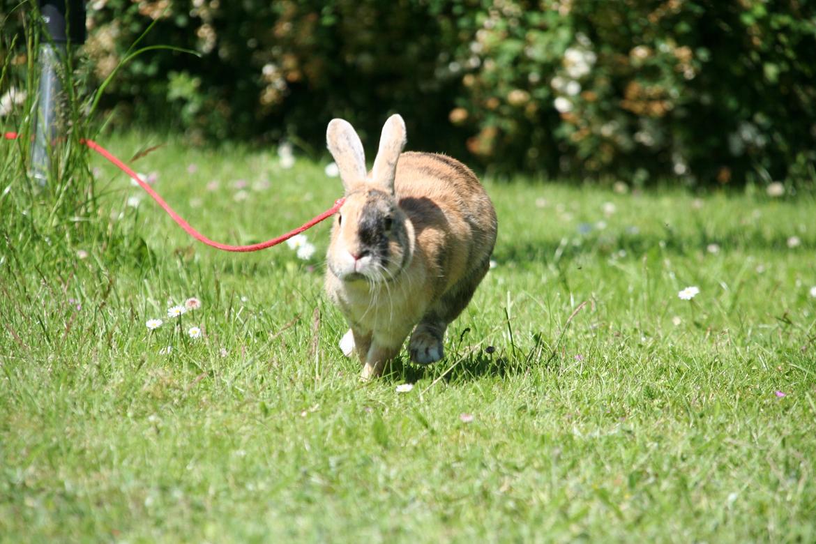 Kanin Unik`s Filur billede 18