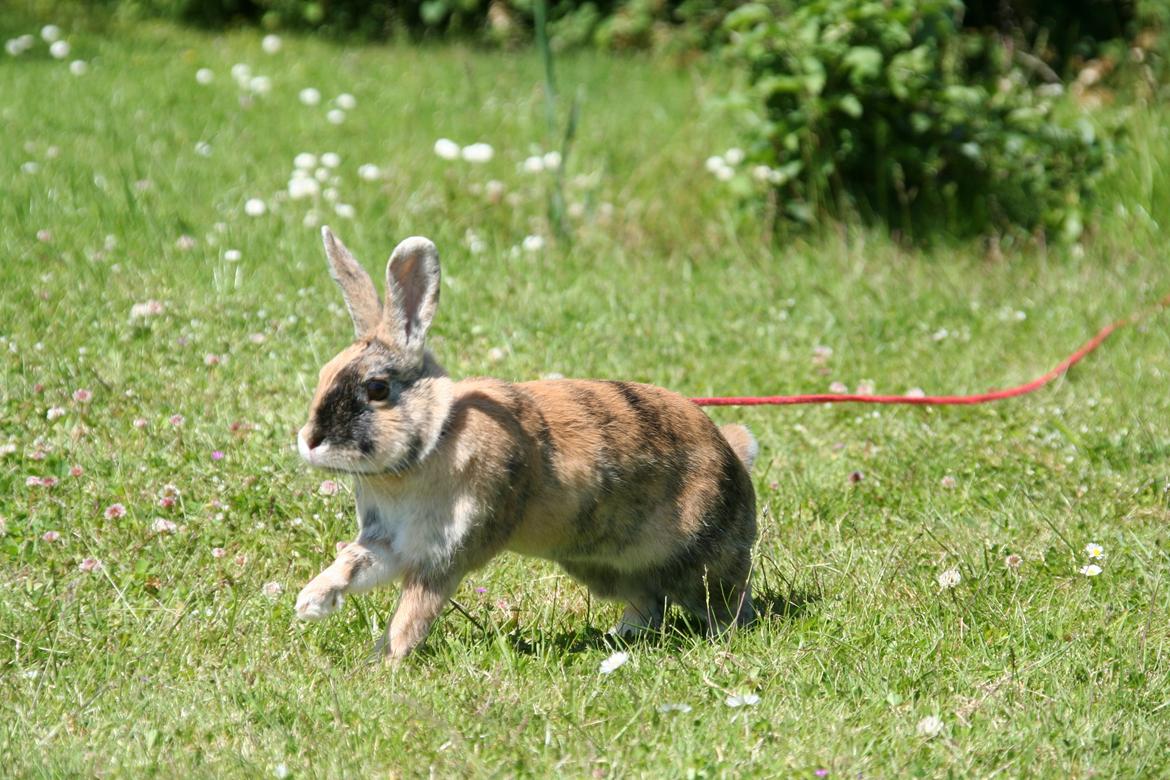 Kanin Unik`s Filur billede 20