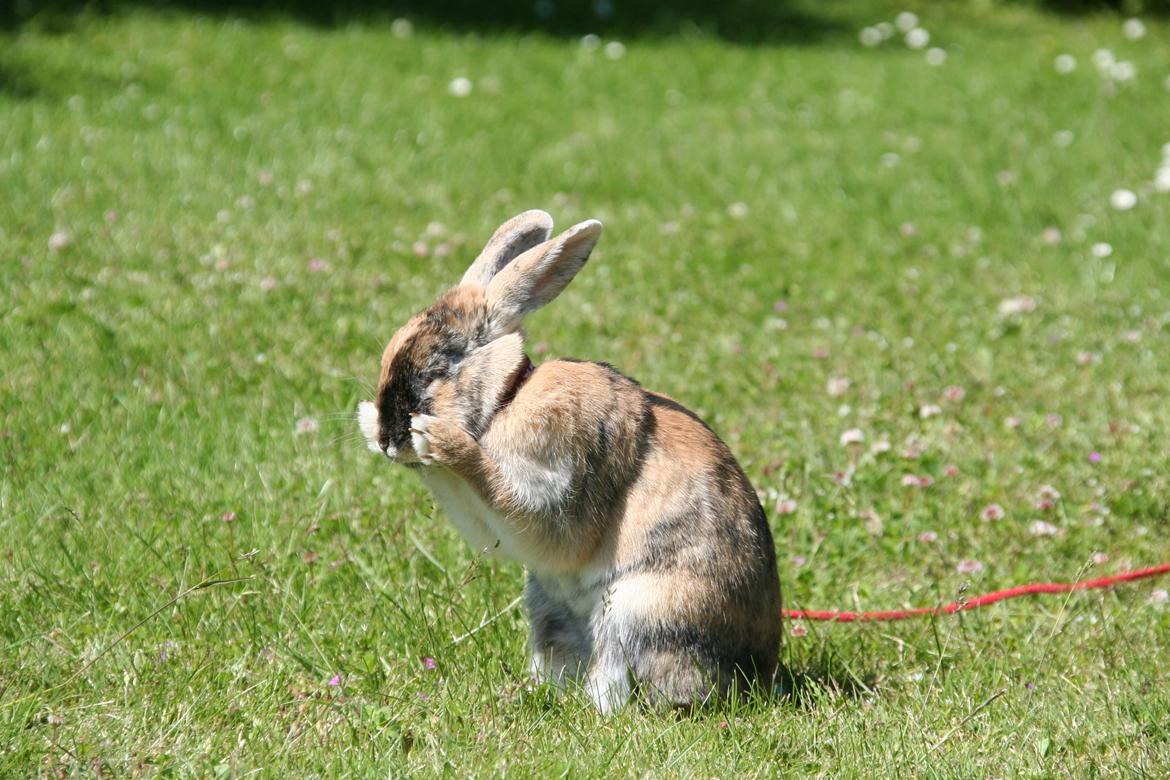 Kanin Unik`s Filur billede 22