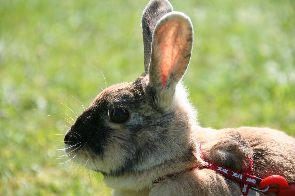 Kanin Unik`s Filur billede 23