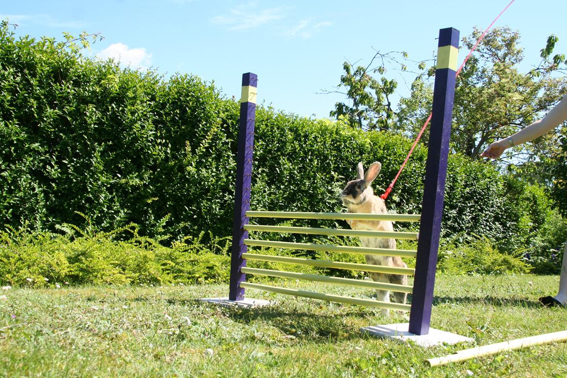 Kanin Unik`s Filur billede 10