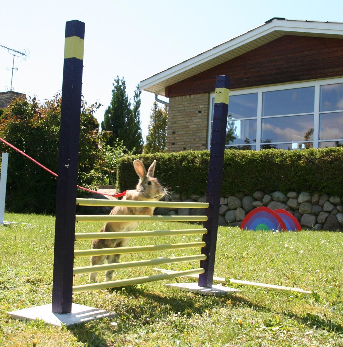 Kanin Unik`s Filur billede 4