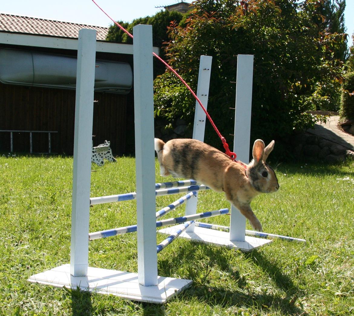 Kanin Unik`s Filur billede 29