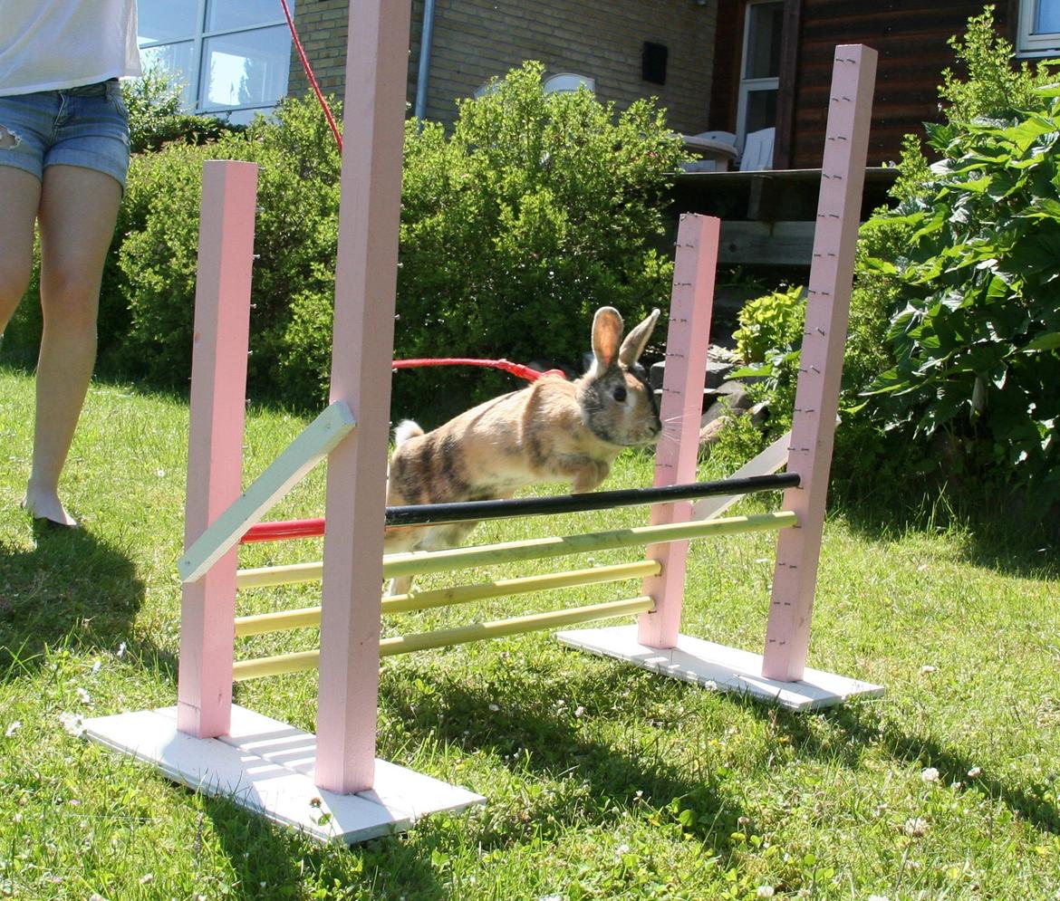 Kanin Unik`s Filur billede 15