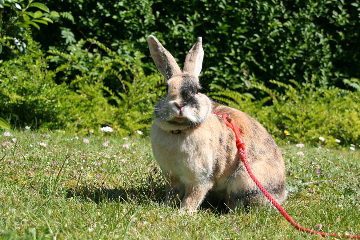 Kanin Unik`s Filur billede 31