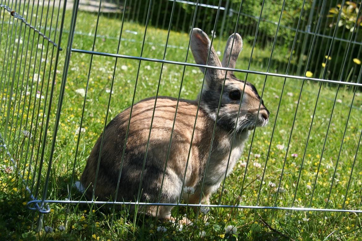 Kanin Unik`s Filur billede 19