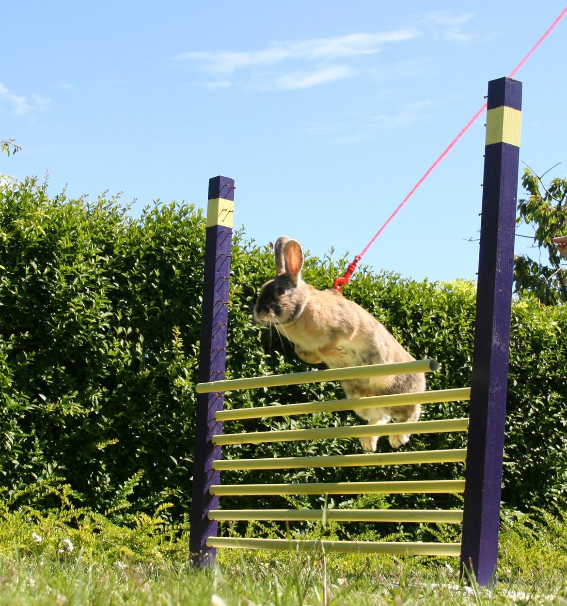 Kanin Unik`s Filur billede 21