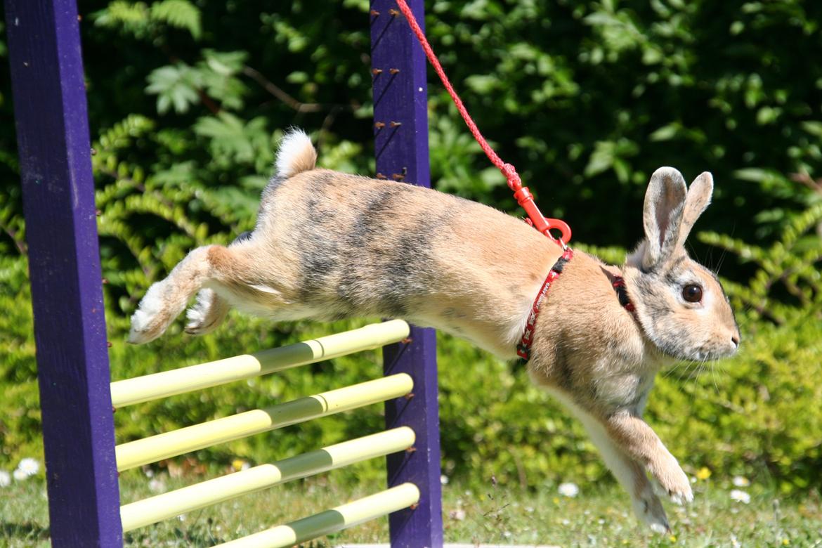 Kanin Unik`s Filur billede 7