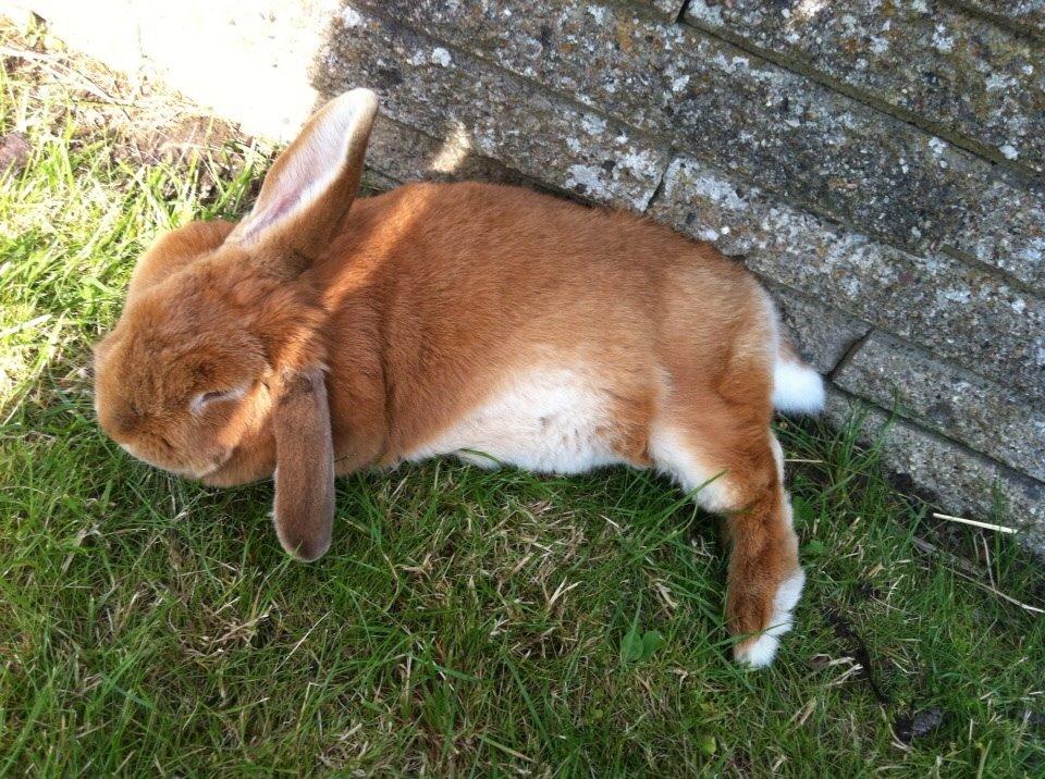 Kanin Maja billede 16