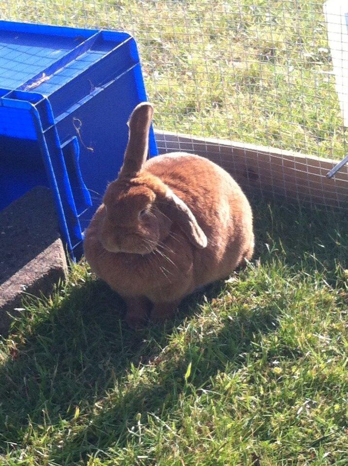 Kanin Maja billede 17