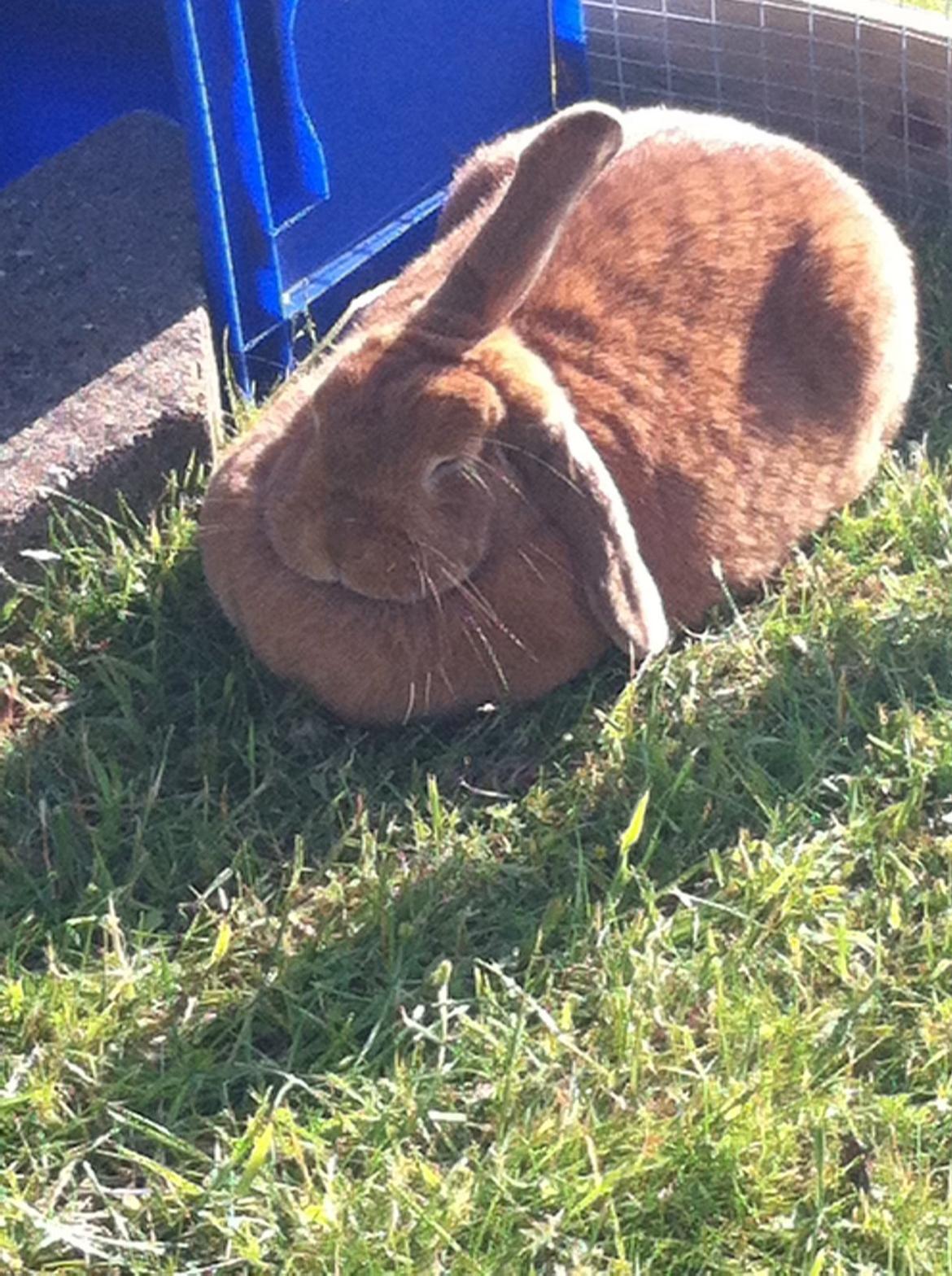 Kanin Maja billede 18