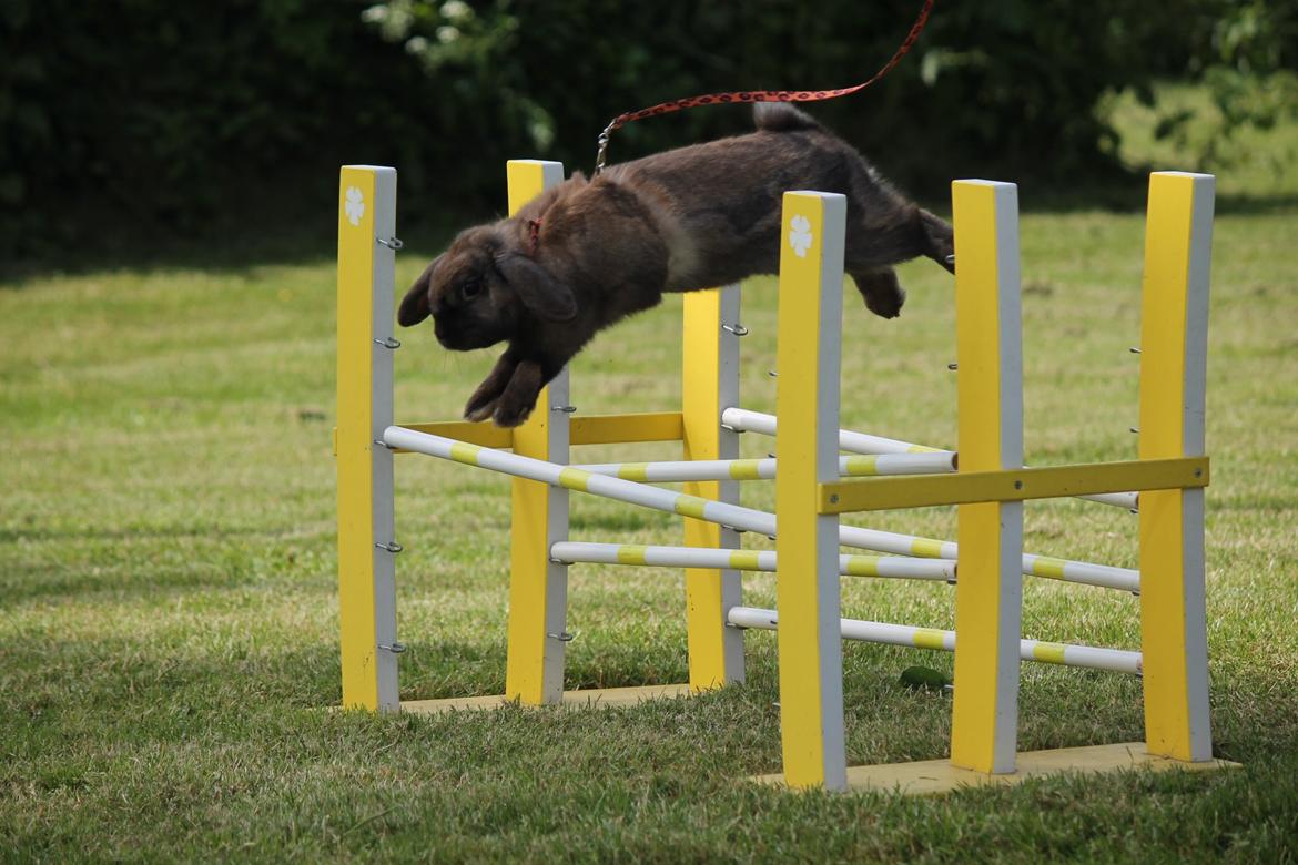 Kanin Lyngs American Eagle billede 3