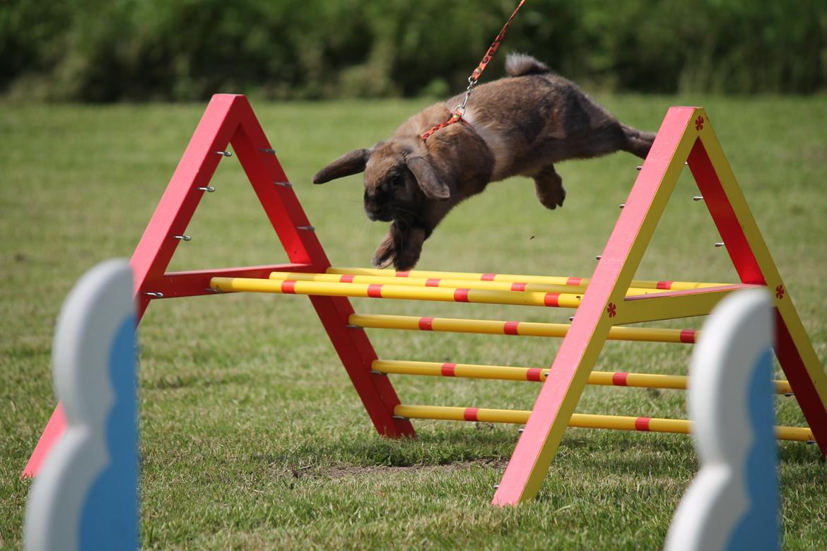 Kanin Lyngs American Eagle billede 1