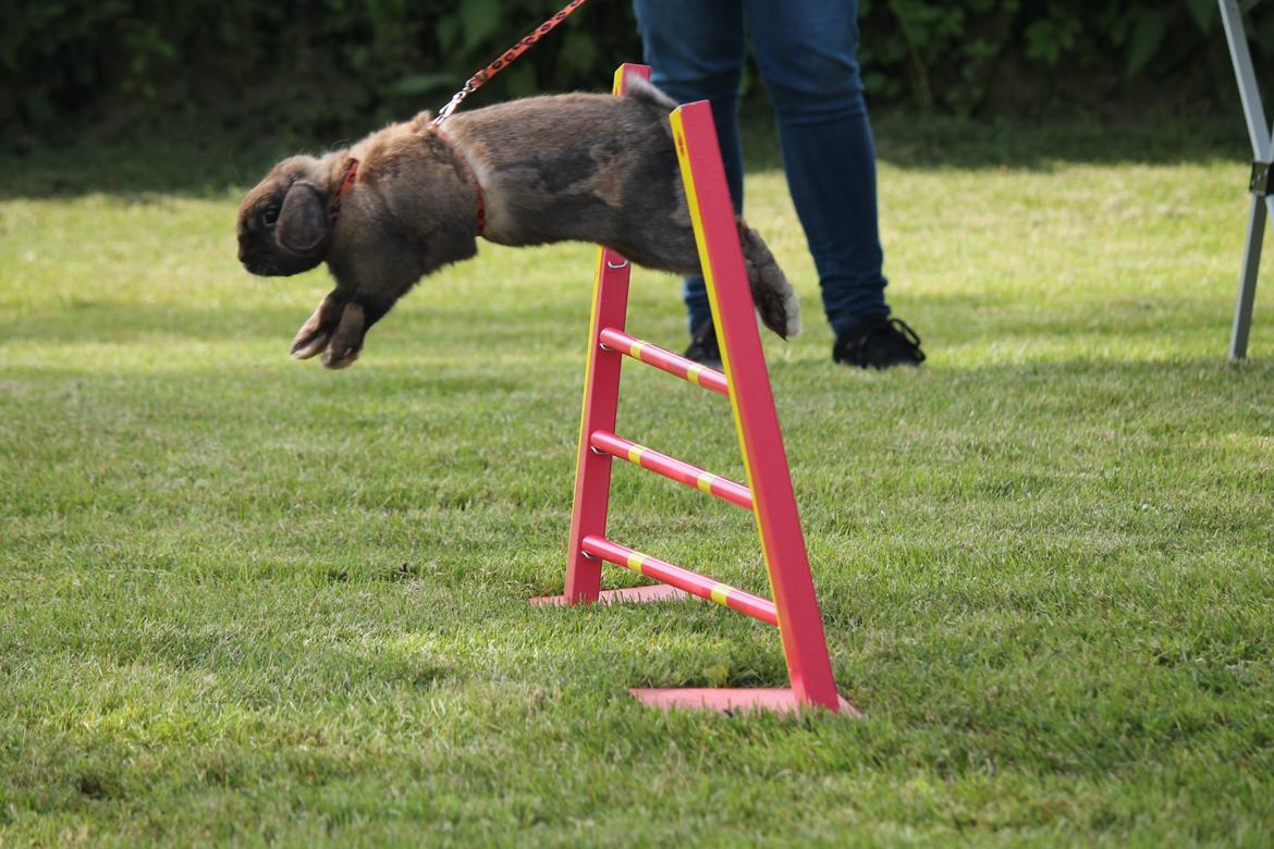 Kanin Lyngs American Eagle billede 4