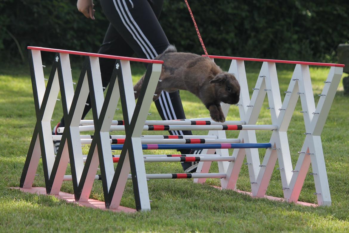 Kanin Lyngs American Eagle billede 8