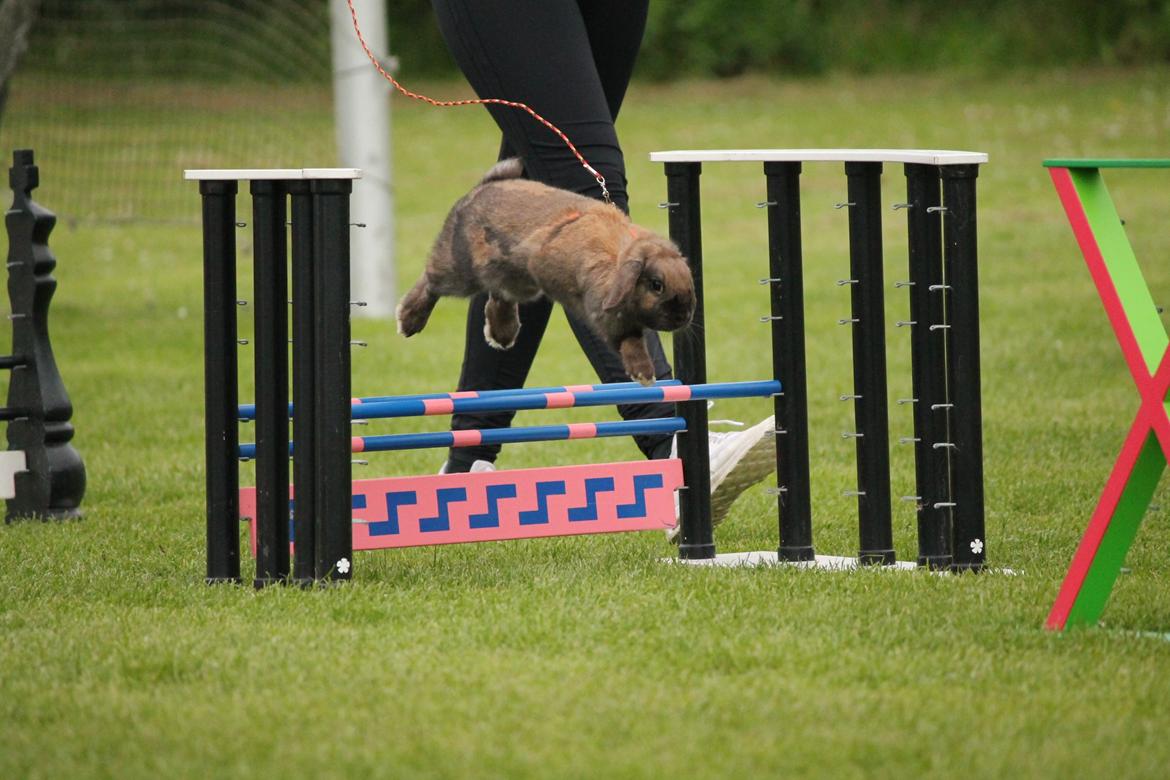 Kanin Lyngs American Eagle billede 5