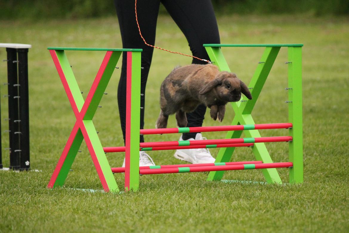 Kanin Lyngs American Eagle billede 10