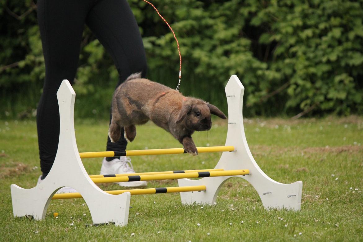 Kanin Lyngs American Eagle billede 9