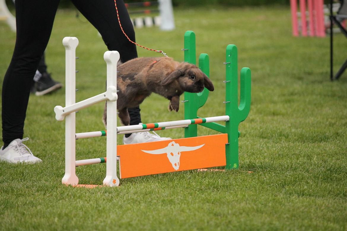 Kanin Lyngs American Eagle billede 7