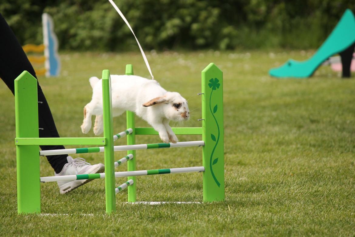 Kanin HaMas Public Enemy af Gress billede 2