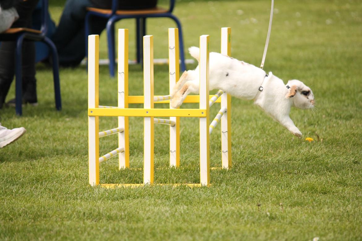 Kanin HaMas Public Enemy af Gress billede 5