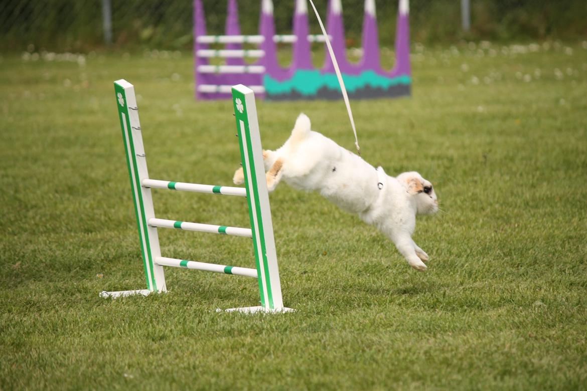 Kanin HaMas Public Enemy af Gress billede 4