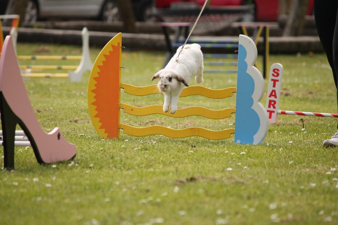 Kanin HaMas Public Enemy af Gress billede 3