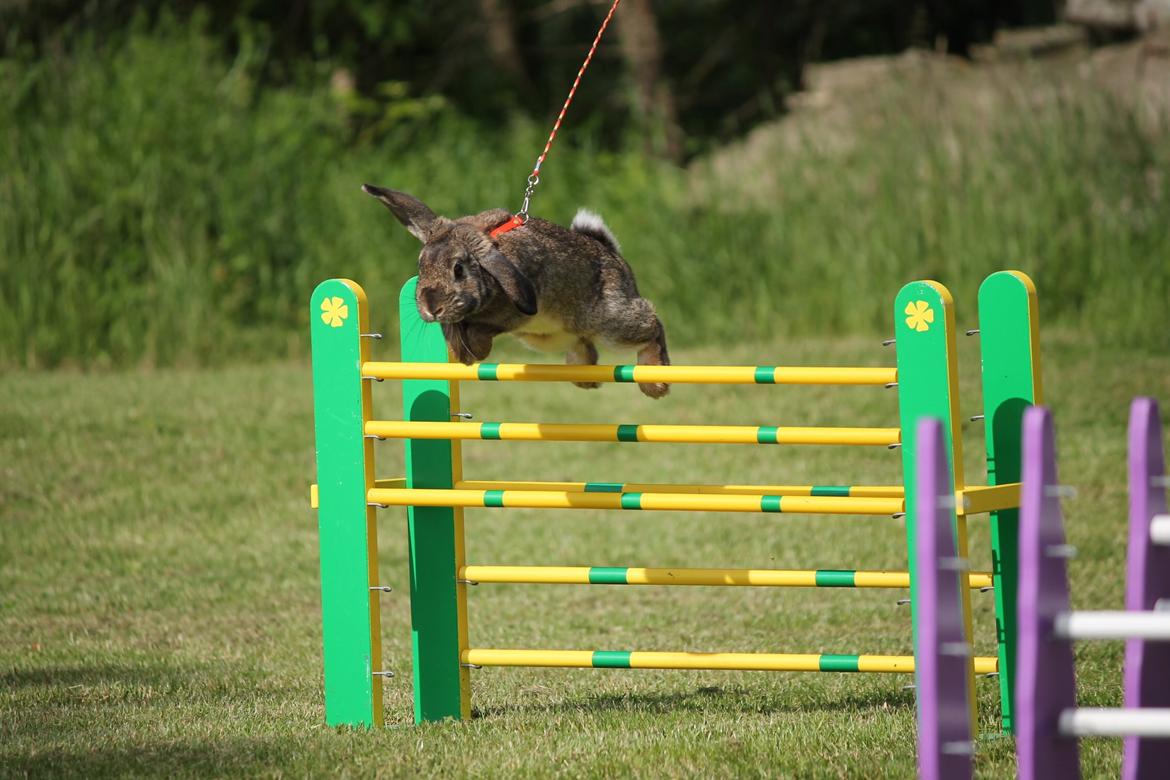 Kanin Lyngs Stand Out billede 3