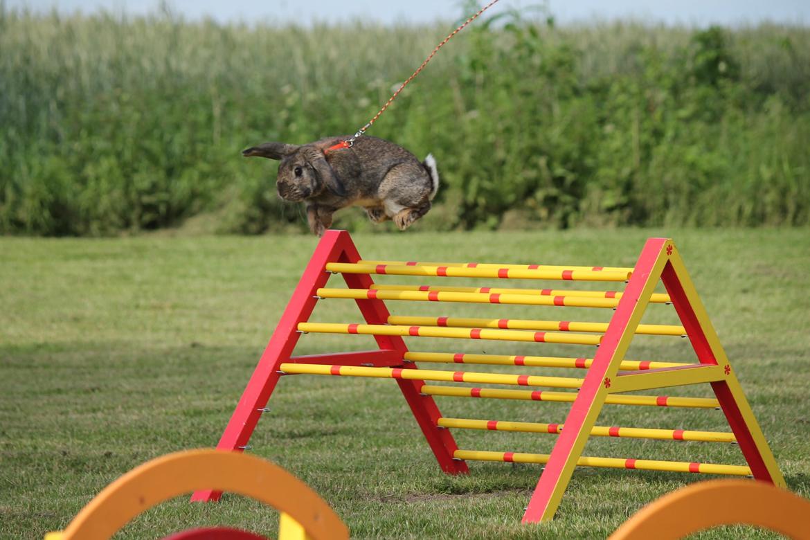 Kanin Lyngs Stand Out billede 2