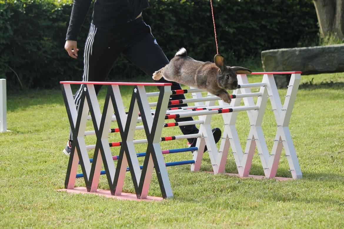 Kanin Lyngs Stand Out billede 6