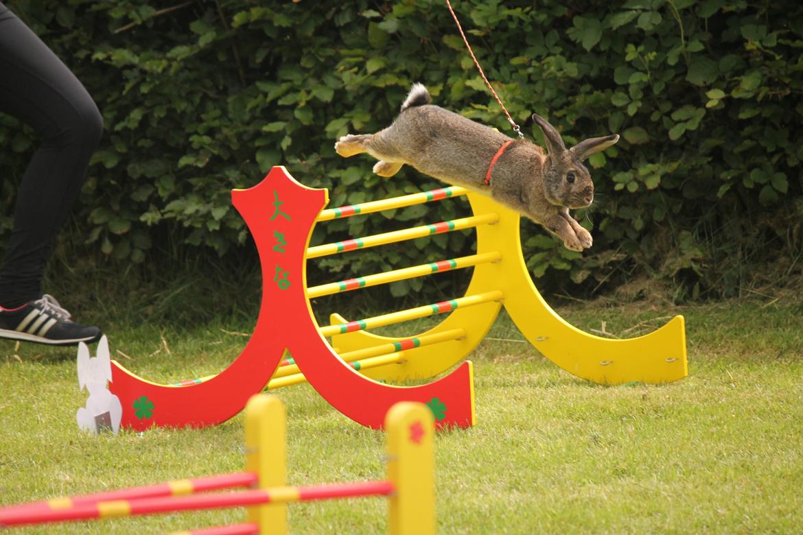 Kanin Lyngs Stand Out billede 5