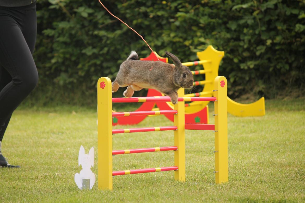 Kanin Lyngs Stand Out billede 8