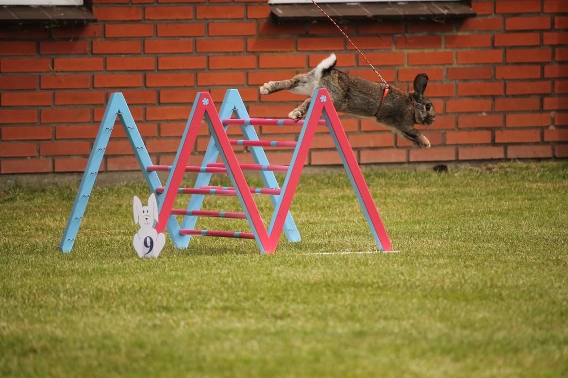 Kanin Lyngs Stand Out billede 7