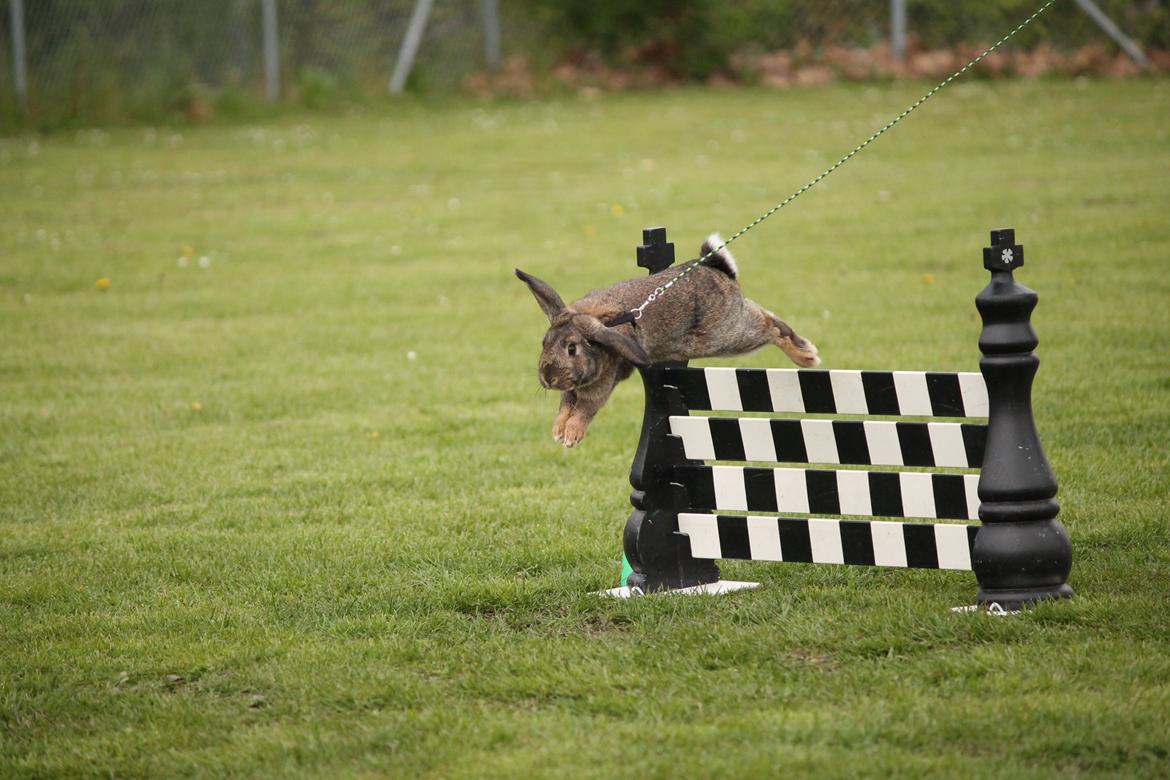 Kanin Lyngs Stand Out billede 12