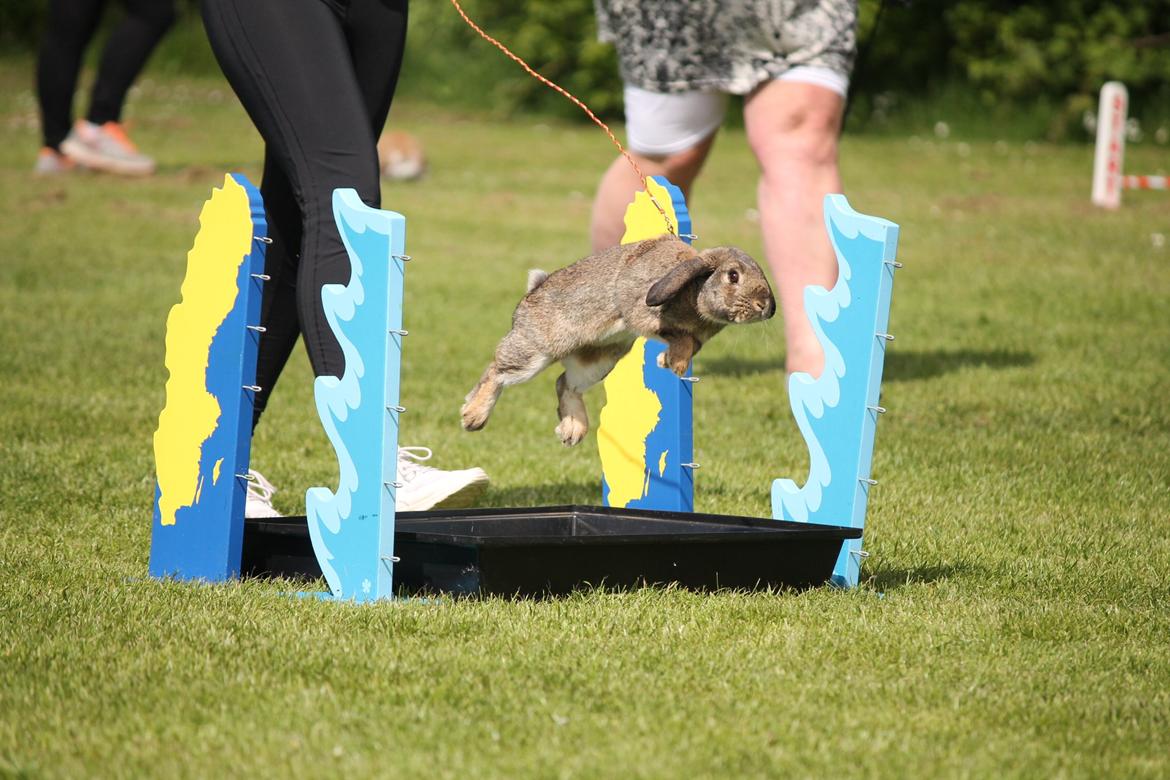 Kanin Lyngs Stand Out billede 14