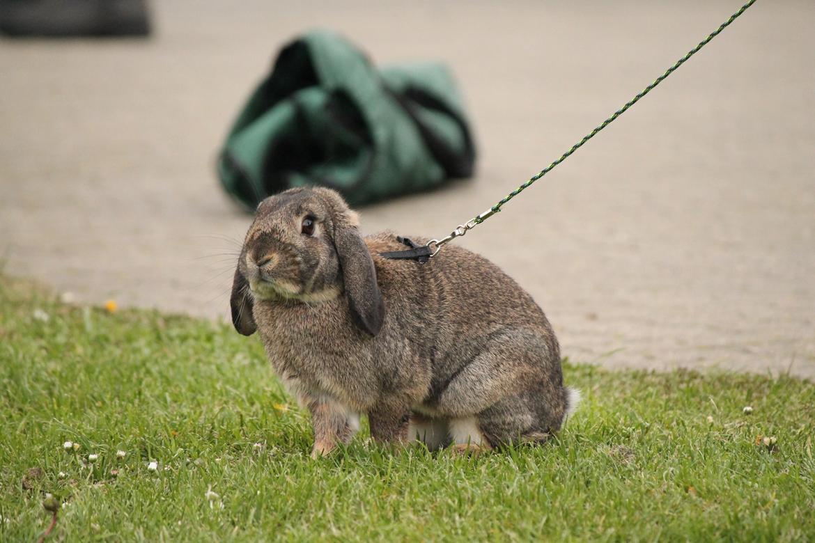 Kanin Lyngs Stand Out billede 10