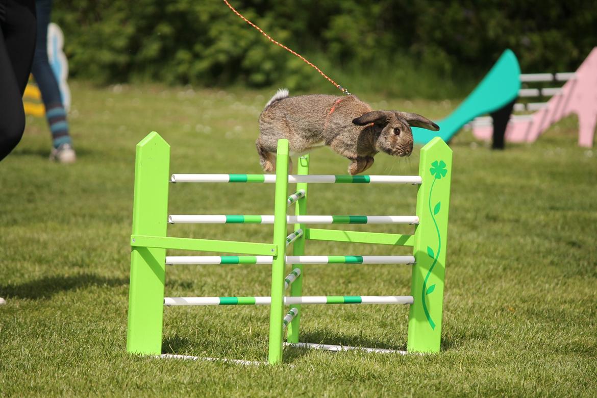 Kanin Lyngs Stand Out billede 9