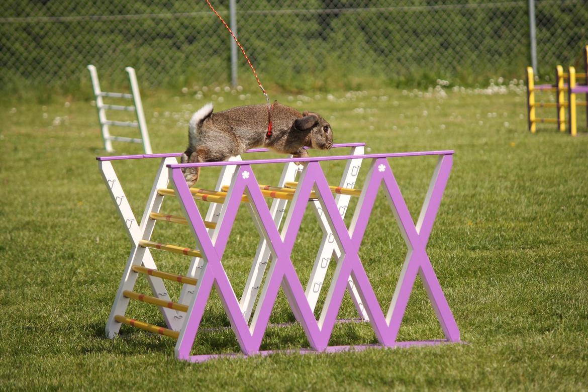 Kanin Lyngs Stand Out billede 11