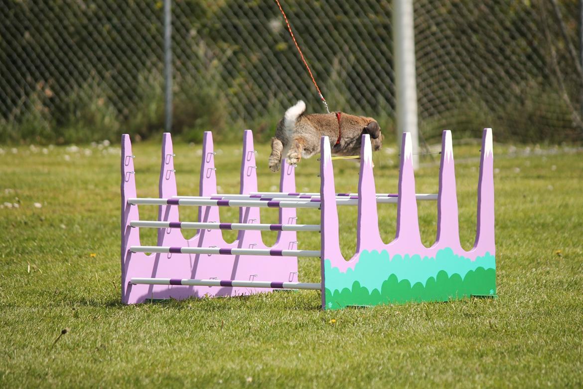 Kanin Lyngs Stand Out billede 13