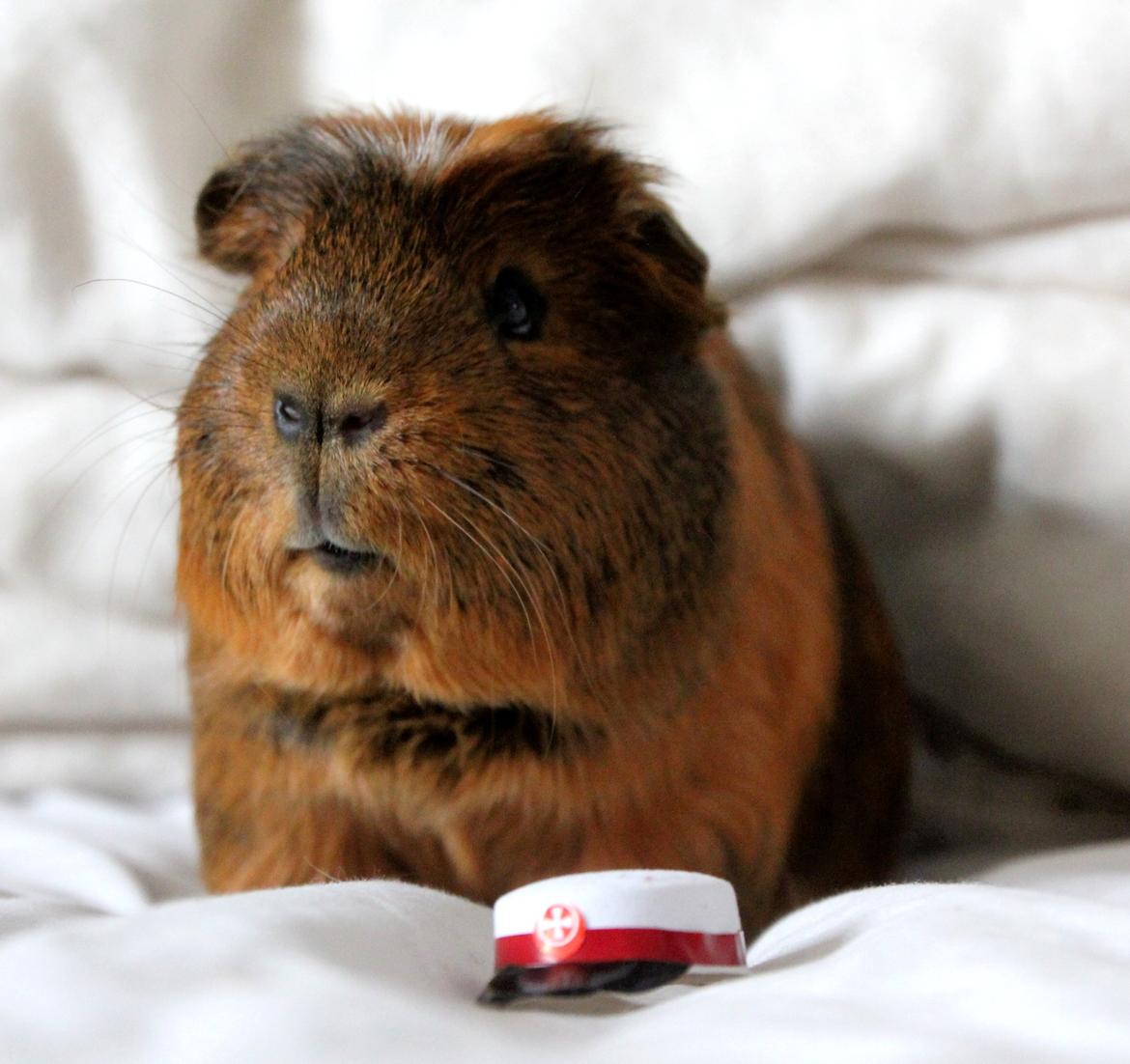 Marsvin Sir Monty Montgomery "Satan" billede 1