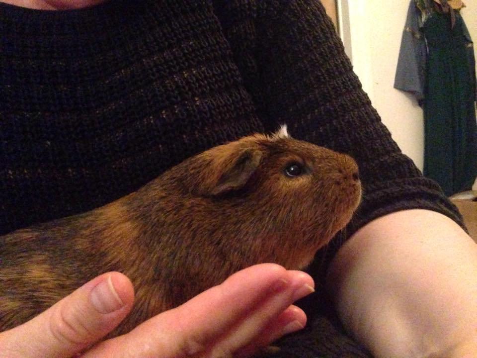 Marsvin Sir Monty Montgomery "Satan" billede 4